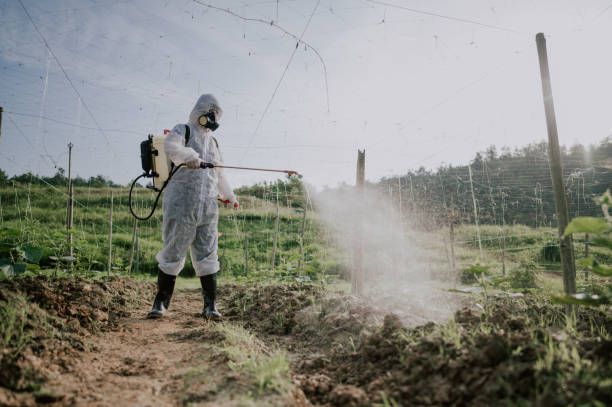 Best Termite Control Services  in Forest, VA